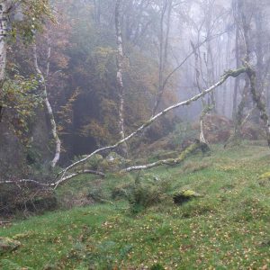 broken tree in the mist photographic print