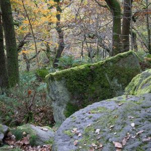 millstone in the woods photo print