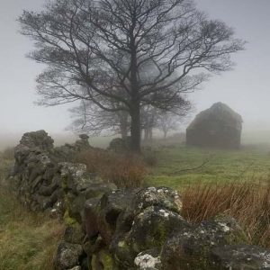 derelict cottage and tree photo print