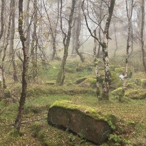 moss covered rock photo print
