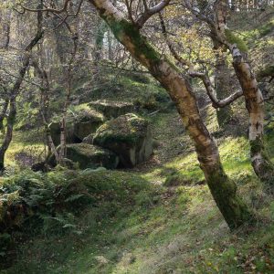 silver birch and rocks landscape photo print